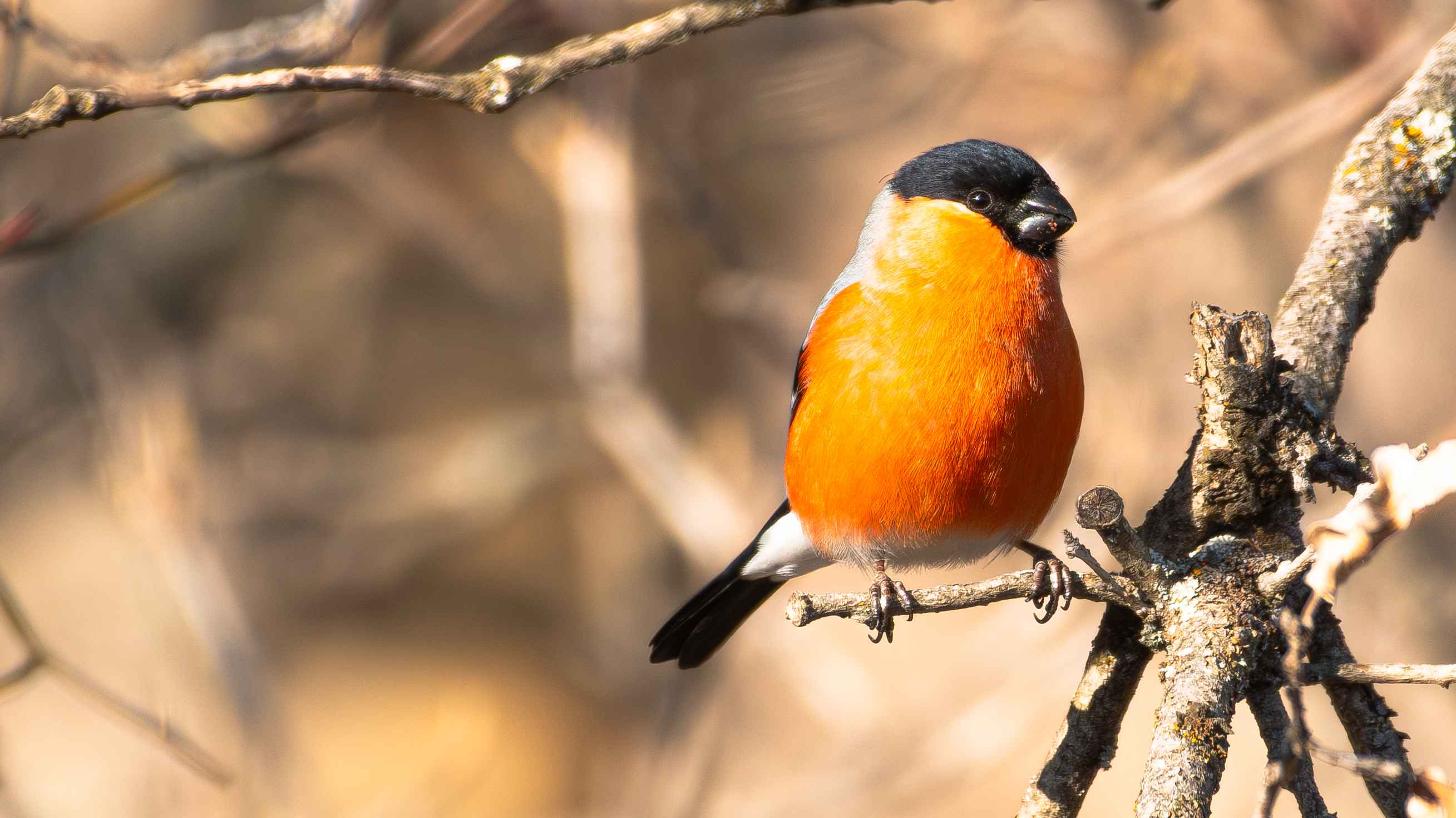 Eurasian Bullfinch